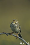 Grauwe Gors (Miliaria calandra) 