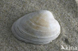 Grey Carpet-shell (Venerupis senescens) 