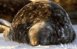 Grey Seal (Halichoerus grypus)