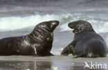 Grey Seal (Halichoerus grypus)