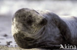 Grey Seal (Halichoerus grypus)