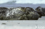 Grey Seal (Halichoerus grypus)