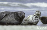 Grey Seal (Halichoerus grypus)