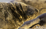 Grey Seal (Halichoerus grypus)