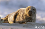 Grey Seal (Halichoerus grypus)