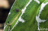 Emerald tree boa (Corallus caninus)