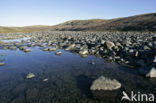 Greenland