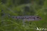 Gudgeon (Gobio gobio)