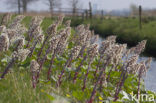 Groot hoefblad (Petasites hybridus)