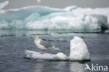 Glaucous Gull (Larus hyperboreus)