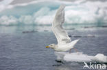 Glaucous Gull (Larus hyperboreus)