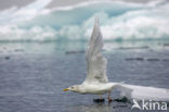 Glaucous Gull (Larus hyperboreus)