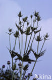 Grote kaardebol (Dipsacus fullonum)