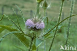 Grote kaardebol (Dipsacus fullonum)