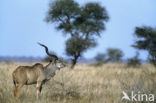 Greater kudu (Tragelaphus strepsiceros)