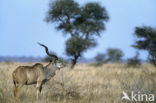 Grote koedoe (Tragelaphus strepsiceros)