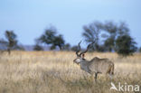 Grote koedoe (Tragelaphus strepsiceros)