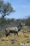 Greater kudu (Tragelaphus strepsiceros)