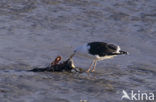 Grote Mantelmeeuw (Larus marinus) 