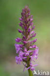 Grote muggenorchis (Gymnadenia conopsea) 