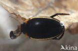 Grote plasduiker (Hydaticus seminiger)