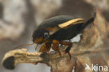 Grote plasduiker (Hydaticus seminiger)