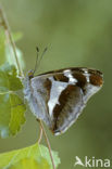 Grote weerschijnvlinder (Apatura iris) 
