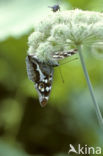 Grote weerschijnvlinder (Apatura iris) 