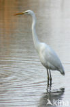 Great White Egret