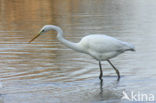 Grote zilverreiger (Casmerodius albus)