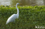 Grote zilverreiger (Casmerodius albus)