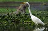 Grote zilverreiger (Casmerodius albus)