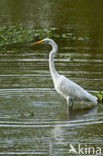 Grote zilverreiger (Casmerodius albus)