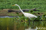 Grote zilverreiger (Casmerodius albus)