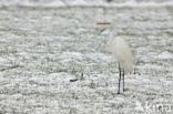 Grote zilverreiger (Casmerodius albus)