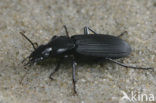 Pterostichus niger