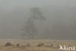 Grove den (Pinus sylvestris)