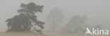 Scots Pine (Pinus sylvestris)
