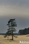 Scots Pine (Pinus sylvestris)