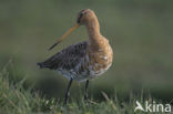 Black-tailed Godwit (Limosa limosa) 
