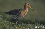 Black-tailed Godwit (Limosa limosa) 