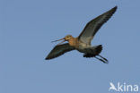 Black-tailed Godwit (Limosa limosa) 
