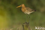 Black-tailed Godwit (Limosa limosa) 