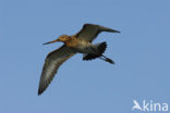 Black-tailed Godwit (Limosa limosa) 