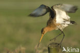 Black-tailed Godwit (Limosa limosa) 