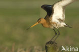 Black-tailed Godwit (Limosa limosa) 