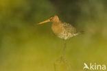 Black-tailed Godwit (Limosa limosa) 