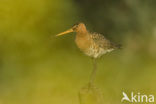 Black-tailed Godwit (Limosa limosa) 