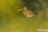 Grutto (Limosa limosa) 