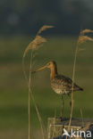 Black-tailed Godwit (Limosa limosa) 